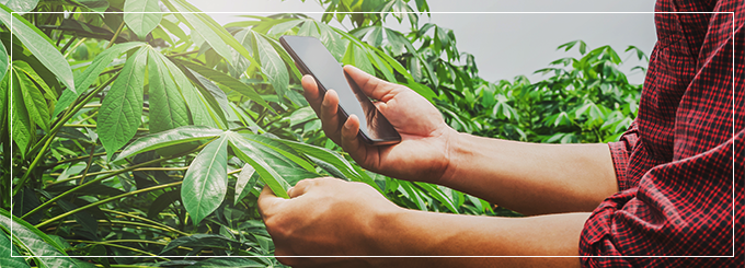 Saiba quais cuidados o produtor rural precisa saber sobre o LCDPR